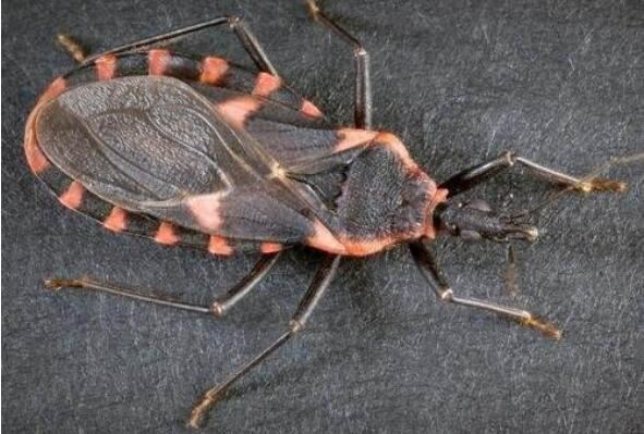 世界最可怕的十大昆虫：子弹蚁上榜，沙漠蛛蜂排第一名_图片