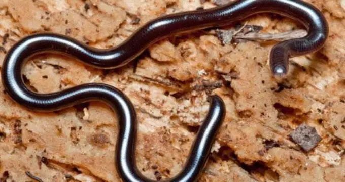 世界上最细最小的蛇（世界上最小的蛇形式蚯蚓）