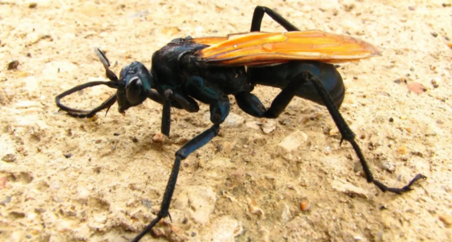 世界最可怕的十大昆虫：子弹蚁上榜，沙漠蛛蜂排第一名
